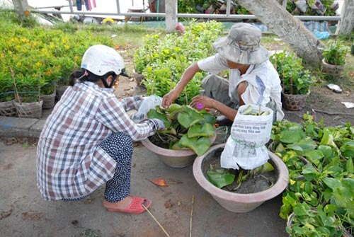 Vựa hoa miền Tây trước ngày ra chợ Tết - 5