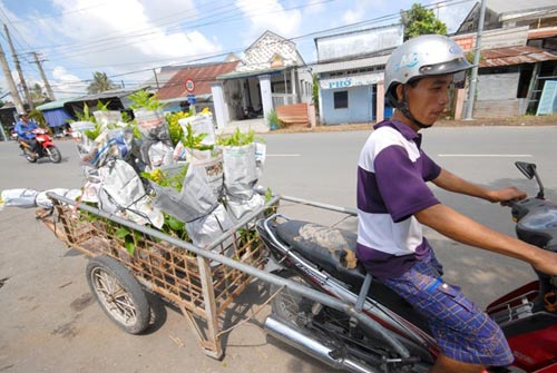 Vựa hoa miền Tây trước ngày ra chợ Tết - 6