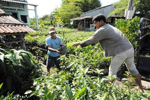 Vựa hoa miền Tây trước ngày ra chợ Tết - 7