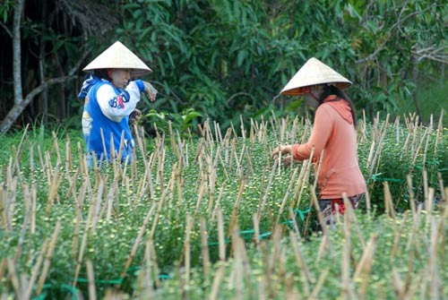 Vựa hoa miền Tây trước ngày ra chợ Tết - 8