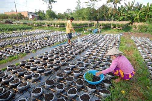 Vựa hoa miền Tây trước ngày ra chợ Tết - 3