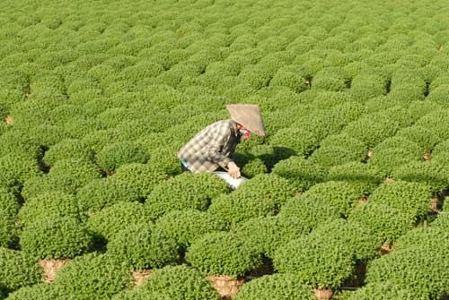 Vựa hoa miền Tây trước ngày ra chợ Tết - 5