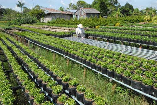 Vựa hoa miền Tây trước ngày ra chợ Tết - 6
