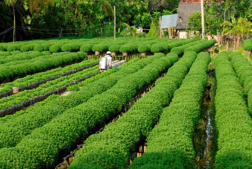 Vựa hoa miền Tây trước ngày ra chợ Tết - 7