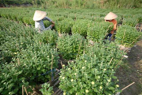 Vựa hoa miền Tây trước ngày ra chợ Tết - 8
