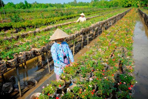 Vựa hoa miền Tây trước ngày ra chợ Tết - 9