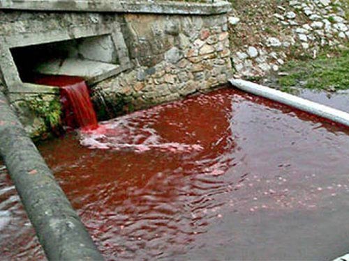Slovakia: Nước sông bỗng biến thành màu máu - 1