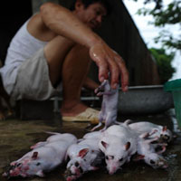 Tin tức trong ngày - Đặc sản thịt chuột Hà Nội lên báo Anh