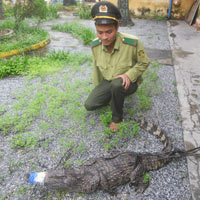 Tin tức trong ngày - Cá sấu nặng 24 kg rơi giữa Quốc lộ 1A