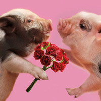 Ảnh đẹp: Lợn tặng hoa cho nhau