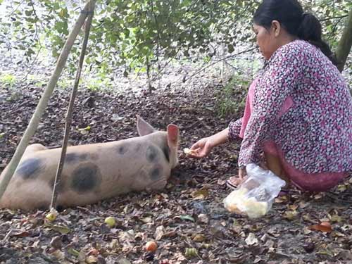 Chuyện lạ: Cho heo ăn cơm, uống trà để… báo hiếu - 4