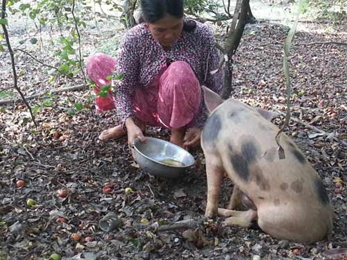 Chuyện lạ: Cho heo ăn cơm, uống trà để… báo hiếu - 5