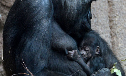 Ảnh đẹp: Lợn tặng hoa cho nhau - 11