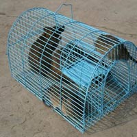 Giáo dục - du học - Bố mẹ nháo nhào săn chuột để con nộp đủ 3 đuôi