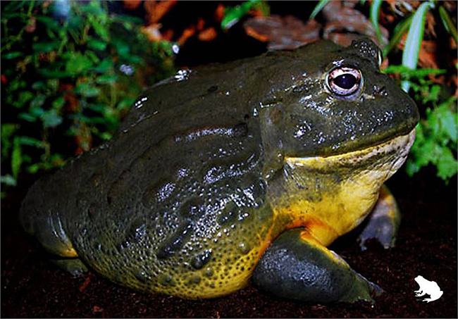 Trọng lượng của ếch cái có thể đạt tới 7kg và ếch đực là 8kg khi trưởng thành.
