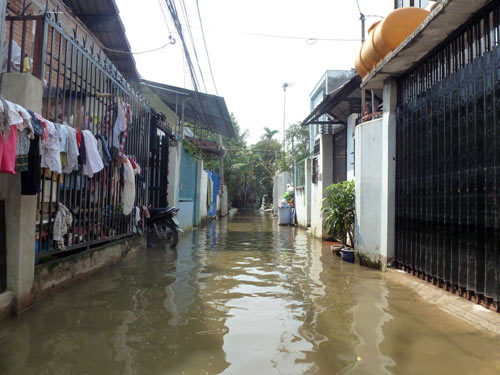 Vụ vỡ bờ bao: Nông dân trồng mai trắng tay - 8