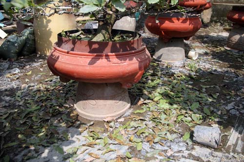 Vụ vỡ bờ bao: Nông dân trồng mai trắng tay - 4