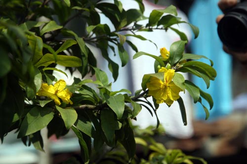 Vụ vỡ bờ bao: Nông dân trồng mai trắng tay - 5