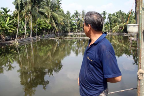 Vụ vỡ bờ bao: Nông dân trồng mai trắng tay - 6