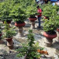 Tin tức trong ngày - Vụ vỡ bờ bao: Nông dân trồng mai trắng tay