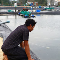 Thị trường - Tiêu dùng - Quảng Nam: Ào ạt nuôi tôm trái phép