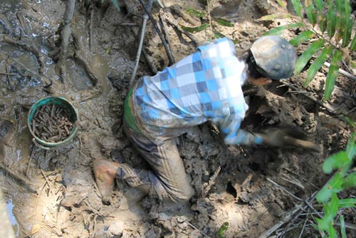 Những đứa trẻ bắt giun trong rừng Đước - 2