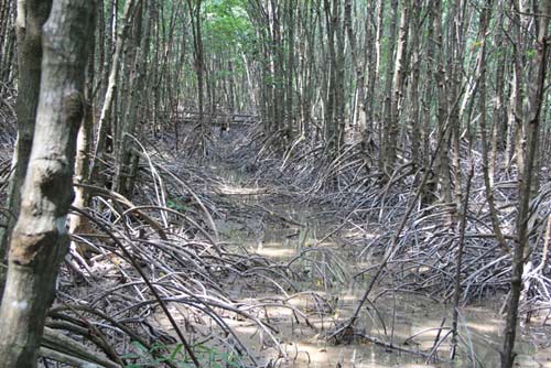 Những đứa trẻ bắt giun trong rừng Đước - 7