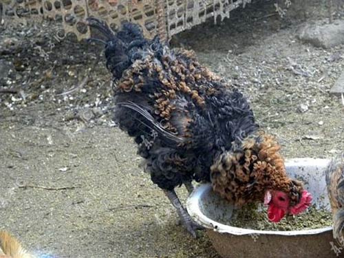 Gà trống có bộ lông vàng - đen xoăn tít - 5