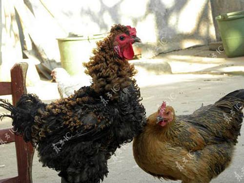 Gà trống có bộ lông vàng - đen xoăn tít - 3