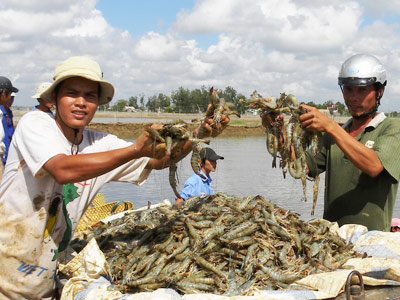 Nuôi tôm chân trắng: Nhảy vọt đi kèm nguy cơ - 1