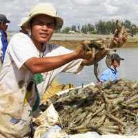 Thị trường - Tiêu dùng - Nuôi tôm chân trắng: Nhảy vọt đi kèm nguy cơ