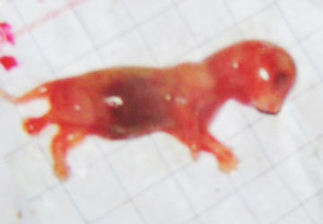 Thực hư chuyện chó đực sinh con ở Nghệ An - 1