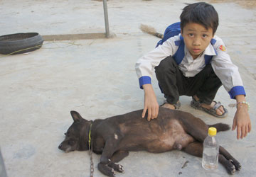 Thực hư chuyện chó đực sinh con ở Nghệ An - 2