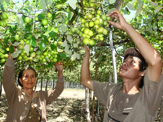 Ninh Thuận: Trao nhãn hiệu tập thể cho tỏi, táo - 1