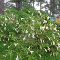 Tin tức trong ngày - Thuốc “mùi của quỷ” xuất hiện ở Việt Nam?