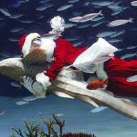 Ảnh đẹp: "Ông già Noel" ôm cá mập ngựa vằn