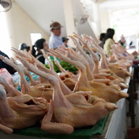 Thị trường - Tiêu dùng - Gia cầm nhiễm kháng sinh: đáng lo không?
