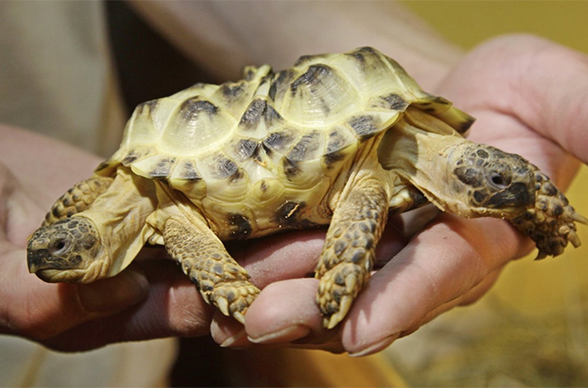Một chú rùa được sinh ra với hai đầu tách biệt nằm ở hai hướng khác nhau
