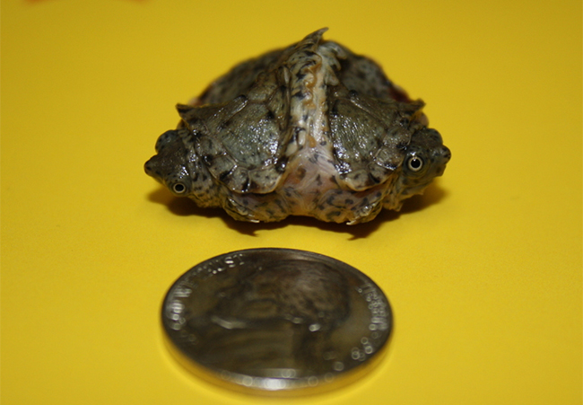 Một con vật hai đầu khác với kích thước bé bằng đồng tiền xu
