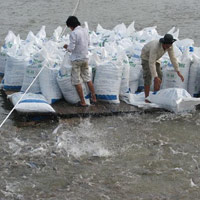 Thị trường - Tiêu dùng - Nông dân "lãnh đủ" vì thức ăn thủy sản