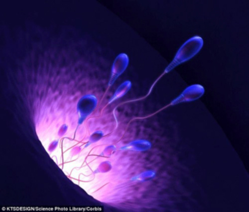 Robot tinh trùng điều khiển bằng nam châm - 2