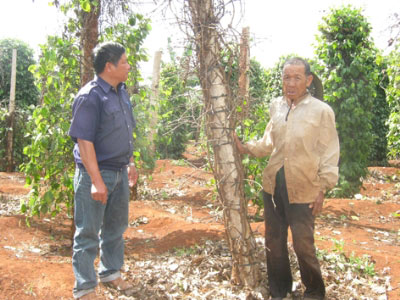 Nông dân cay mắt vì hồ tiêu - 1