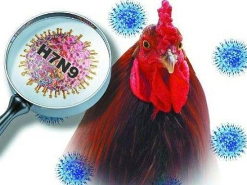 Trung Quốc phát hiện trường hợp nhiễm cúm H7N9 - 1