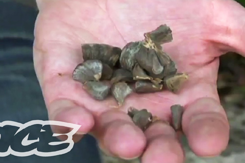 Mùi của quỷ: Thứ ma túy đáng sợ nhất thế giới - 3