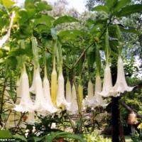 Tin tức trong ngày - Mùi của quỷ: Thứ ma túy đáng sợ nhất thế giới