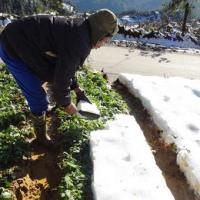 Tin tức trong ngày - Sa Pa: Sau mưa tuyết, nắng lên mới là lúc khóc