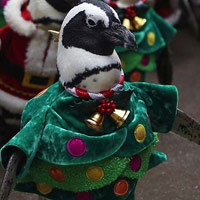 Phi thường - kỳ quặc - Video: Chim cánh cụt hoá ông già Noel "lạch bạch"