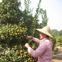 Thị trường - Tiêu dùng - Tết đến gần, quất "héo", đào "tươi"