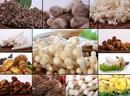 Công thức giảm cân hiệu quả từ Nhật Bản - 3