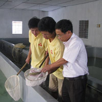 Thị trường - Tiêu dùng - Tôm thẻ chân trắng: Công khai DN đảm bảo điều kiện